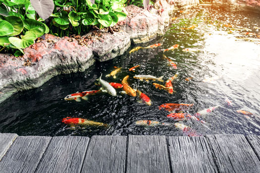 Cleaning without Draining Koi Pond San Diego, CA