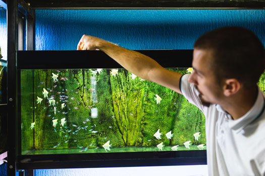 Feeding Veggies to Fish in Aquariums San Diego, CA