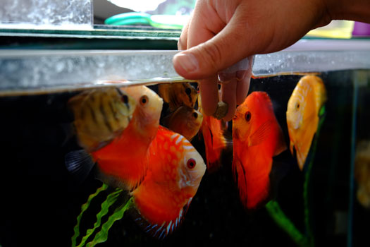 How to Tell if Fish Are Hungry in Aquariums San Diego, CA