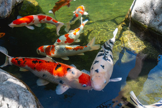 Choosing the Best Small Fish for Your Pond: A Comprehensive Guide