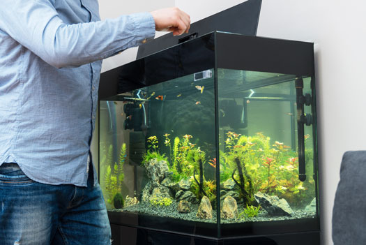 Do You Need a Lid on Your Fish Tank?