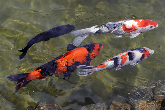 Cold water pond store fish