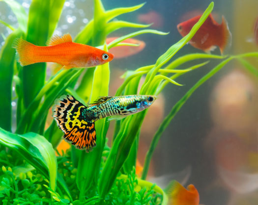 Poor Habits for Aquarists San Diego, CA