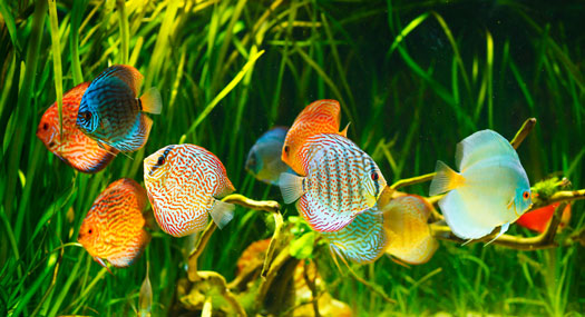 Type of Water to Put in Aquariums San Diego, CA