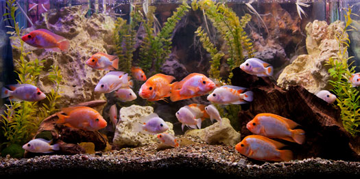 How Do I Know if My Fish Tank Is Overstocked?