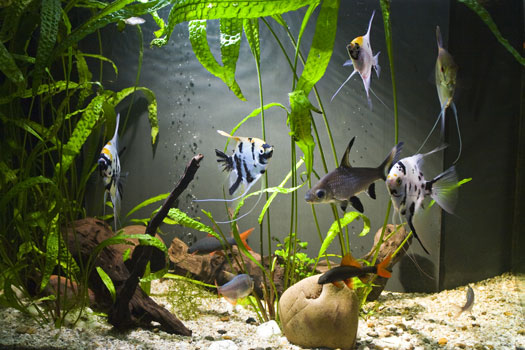 Can You Add Too Much Bacteria to an Aquarium?