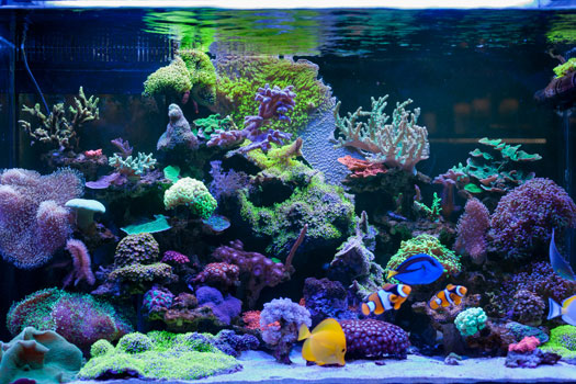 What's Needed for Saltwater Aquariums San Diego, CA