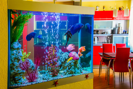 Fish Tanks Provide Therapeutic Benefits at Mercy Home