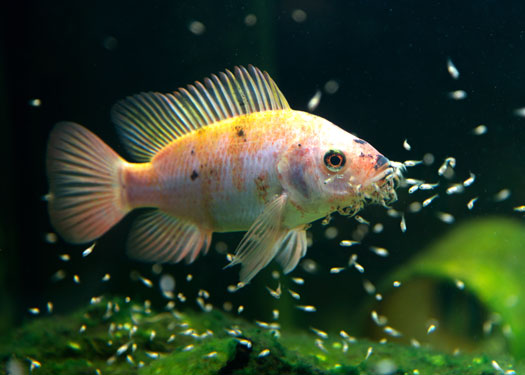 How to care for baby fish in a home aquarium? By NT Labs