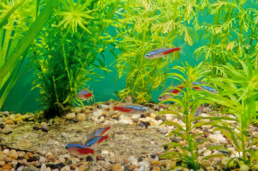 Most Popular Freshwater Aquarium Fish San Diego, CA