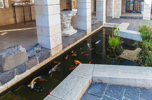 What if You Buy a Home with a Koi Pond San Diego, CA