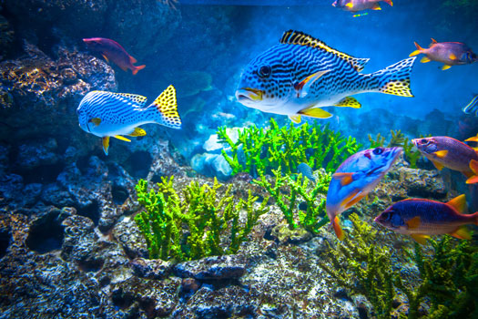 When to Change the Water the First Time in an Aquarium San Diego, CA