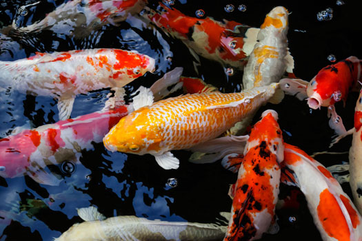 How Many Koi Can You Add to a Koi Pond San Diego, CA