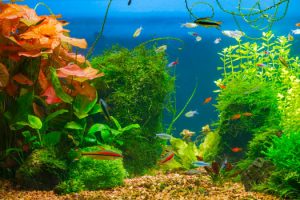 Adding Plants to Fish Aquariums San Diego, CA