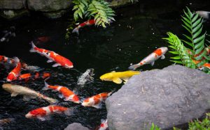 How Can You Tell if a Koi Is Male or Female?