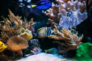 Quick Methods for Cycling Saltwater Aquariums San Diego, CA