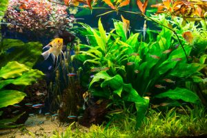 Live Plants in Freshwater Planted Aquariums San Diego, CA