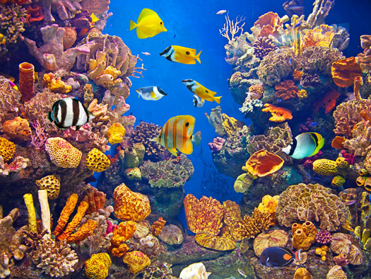 What s the Ideal Temperature for a Saltwater Aquarium