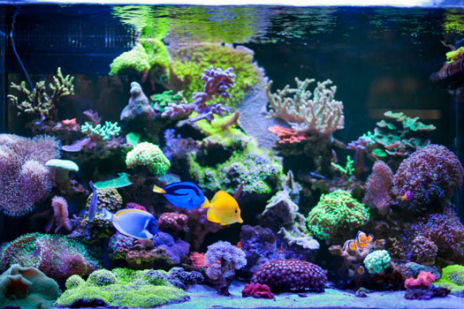 Beginners & Saltwater Aquariums San Diego, CA