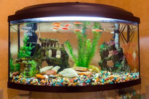 Are Decorations Needed for Fish Tanks San Diego, CA