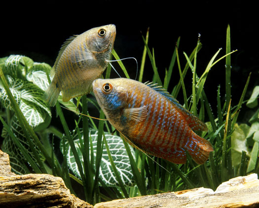 Popular Fish Species for Freshwater Planted Aquariums San Diego, CA