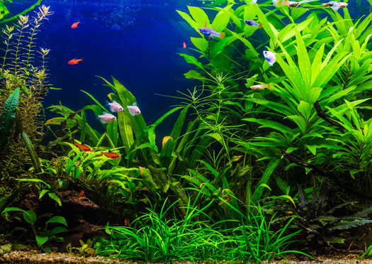 LED Lighting Help Growth of Aquarium Plants San Diego, CA