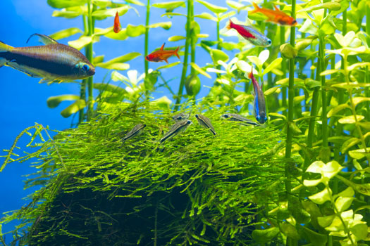 Do Fish Benefit from Planted Aquariums San Diego, CA