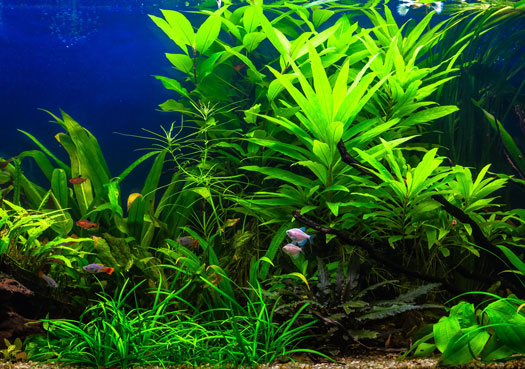 Water Changes for Planted Aquariums San Diego, CA