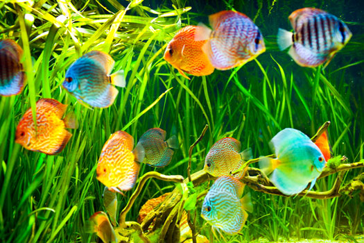 How CO2 Affects pH in Fish Tanks San Diego, CA