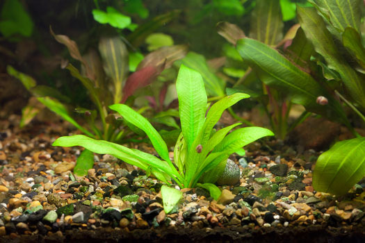 How to Prep Aquarium Plants San Diego, CA