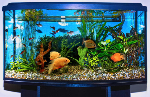 Sumps for Freshwater Planted Aquariums San Diego, CA