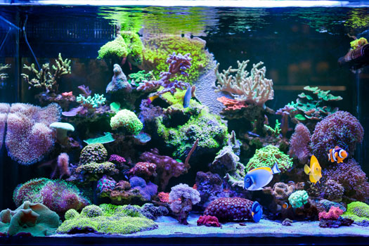 Special Aquariums for Saltwater Fish San Diego, CA